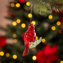 Holiday Poinsettia Ornament Cardinal Acrylic, 4"L