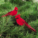 Cardinal Clip Ornament, A/2