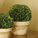 NAPA Home & Garden, BOXWOOD BALL IN POT