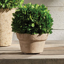 NAPA Home & Garden, BOXWOOD BALL IN POT