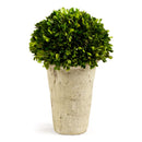 NAPA Home & Garden, BOXWOOD THREE-QUARTER BALL IN POT