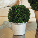 NAPA Home & Garden, BOXWOOD BALL IN POT