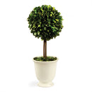 Napa Home Garden, PG TOPIARY IN BEADED WHITE POT