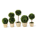 NAPA Home & Garden, BOXWOOD MINI TOPIARIES IN POTS, SET OF 5