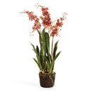 Napa Home Garden, DANCING ORCHID 32" DROP-IN