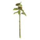 NAPA Home & Garden, SEEDED SUNFLOWER STEMS 36", BUNDLE OF 2