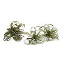 NAPA Home & Garden, TILLANDSIA, SET OF 3