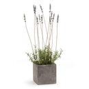 NAPA Home & Garden, FRENCH LAVENDER IN SQUARE POT 24"