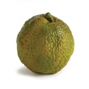 NAPA Home & Garden, HEDGE APPLE & PERSIMMON BRANCH Collection