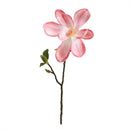 Napa Home Garden, JAPANESE MAGNOLIA CUTTING 16"