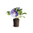 Napa Home Garden, PANSY DROP-IN 6.5" VIOLET