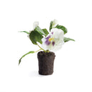 Napa Home Garden, PANSY DROP-IN 6.5" WHITE