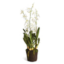 NAPA Home & Garden, SPIDER ORCHID DROP-IN 44"