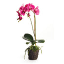"NAPA Home & Garden, PHALAENOPSIS ORCHID DROP-IN COLLECTION"