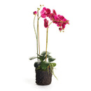 "NAPA Home & Garden, PHALAENOPSIS ORCHID DROP-IN COLLECTION"