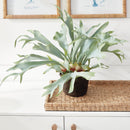 NAPA Home & Garden, STAGHORN FERN DROP-IN