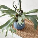 NAPA Home & Garden, STAGHORN FERN DROP-IN