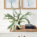 NAPA Home & Garden, STAGHORN FERN DROP-IN