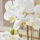 "NAPA Home & Garden, PHALAENOPSIS ORCHID DROP-IN COLLECTION"