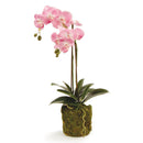 "NAPA Home & Garden, PHALAENOPSIS ORCHID DROP-IN COLLECTION"