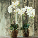 "NAPA Home & Garden, PHALAENOPSIS ORCHID DROP-IN COLLECTION"