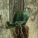 "NAPA Home & Garden, PHALAENOPSIS ORCHID DROP-IN COLLECTION"