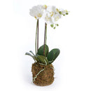 "NAPA Home & Garden, PHALAENOPSIS ORCHID DROP-IN COLLECTION"
