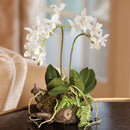 NAPA Home & Garden, MINI DENDROBIUM WITH RUSTIC DROP-IN