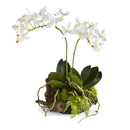 NAPA Home & Garden, MINI DENDROBIUM WITH RUSTIC DROP-IN