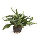 NAPA Home & Garden, ECHEVERIA FERN & OLIVE TREE COLLECTION