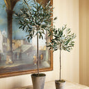 NAPA Home & Garden, ECHEVERIA FERN & OLIVE TREE COLLECTION