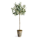 NAPA Home & Garden, ECHEVERIA FERN & OLIVE TREE COLLECTION