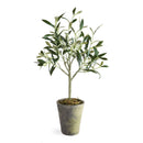 NAPA Home & Garden, ECHEVERIA FERN & OLIVE TREE COLLECTION
