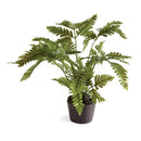 NAPA Home & Garden, LADY FERN DROP-IN 8.5"