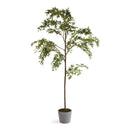 NAPA Home & Garden, MAPLE TREE IN POT 84"