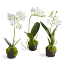 NAPA Home & Garden, DENDROBIUM ORCHID DROP-INS 12", SET OF 3