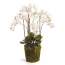 "NAPA Home & Garden, PHALAENOPSIS ORCHID DROP-IN COLLECTION"