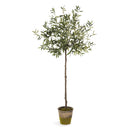 NAPA Home & Garden, OLIVE TREE IN MOSS POT 69"