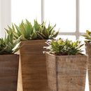 NAPA Home & Garden, SUCCULENT DROP-INS 5.5",DI1240