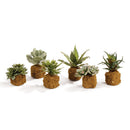 NAPA Home & Garden, SUCCULENT DROP-INS 5.5"