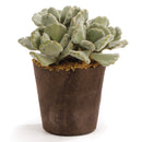 Napa Home Garden, CC 6.5'' SUCCULENT DROP IN