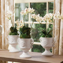 "NAPA Home & Garden, PHALAENOPSIS ORCHID DROP-IN COLLECTION"