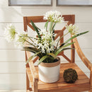 NAPA Home & Garden, AGAPANTHUS DROP-IN