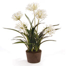 NAPA Home & Garden, AGAPANTHUS DROP-IN