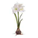 Napa Home Garden, CC 27" AMARYLLIS BULB WHITE