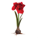 Napa Home Garden, CC 27" AMARYLLIS BULB RED
