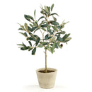 NAPA Home & Garden, OLIVE TREE WITH FRUIT IN POT 19.5"