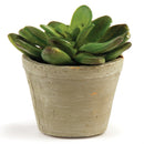 Napa Home Garden, CC 4.5" CABBAGE SUCCULENT POTTED