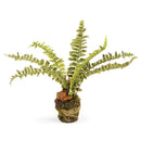 NAPA Home & Garden, Boston Fern Drop-In Collection