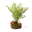 Napa Home Garden, MAIDENHAIR 7" DROP-IN